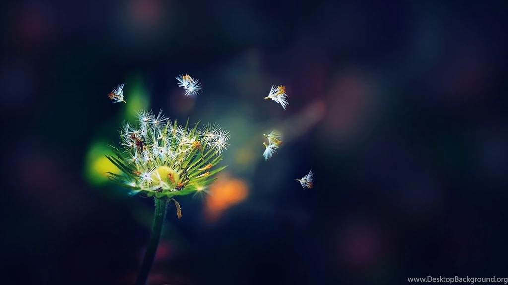 Macro Wallpapers 1920X1080 Free Computer Backgr