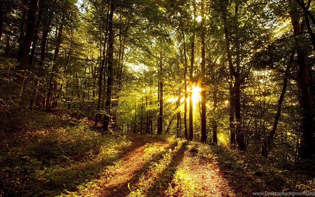 1335 Forest HD Wallpapers