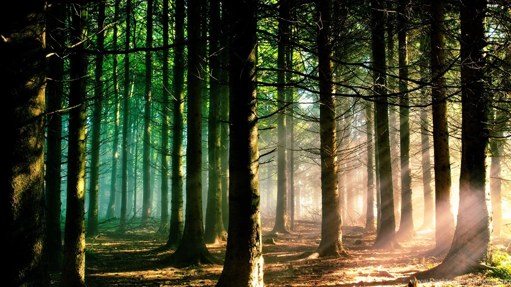 Full HD High Quality Image For Free Downlaods. Sunshine Forest Images