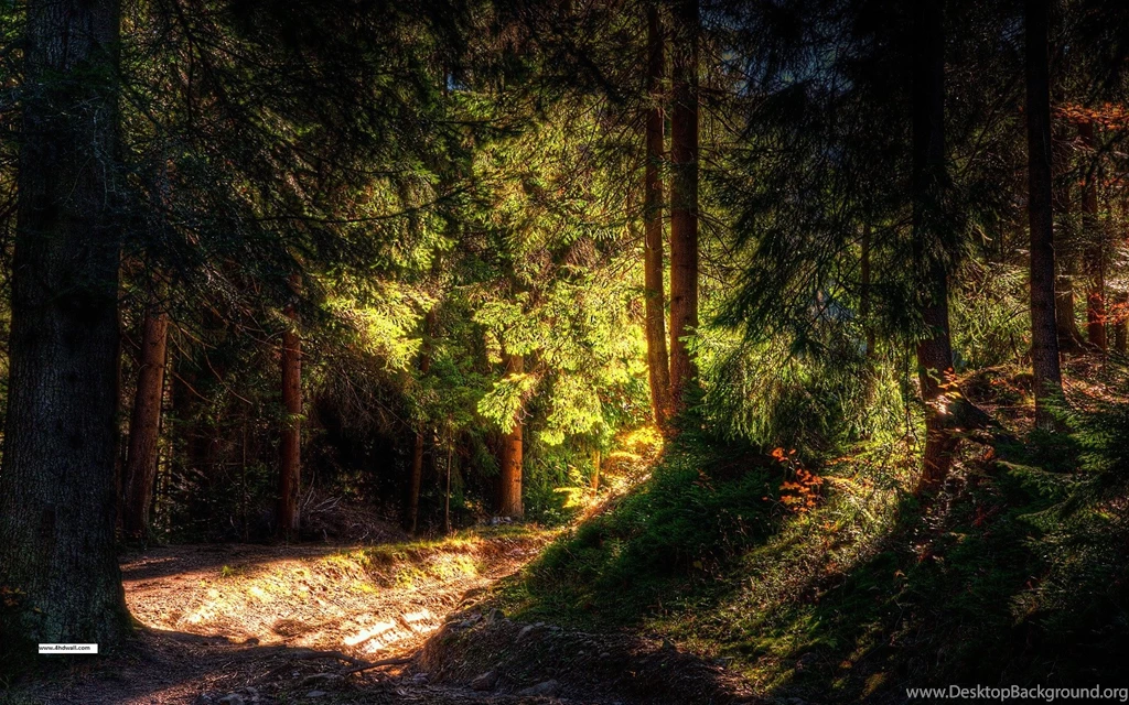 New forest hd wallpapers