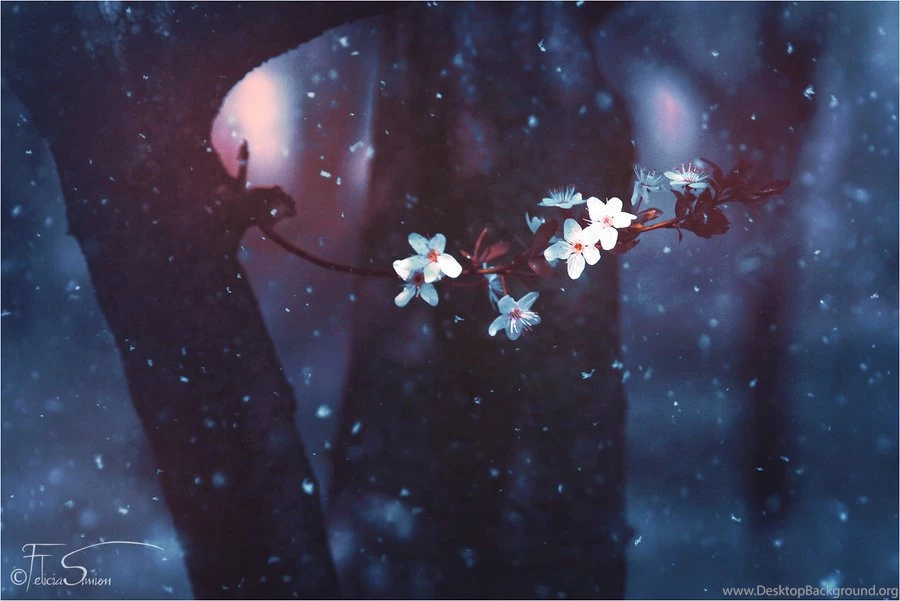 A Cherry Winter   Wallpapers By INeedChemicalX On DeviantArt