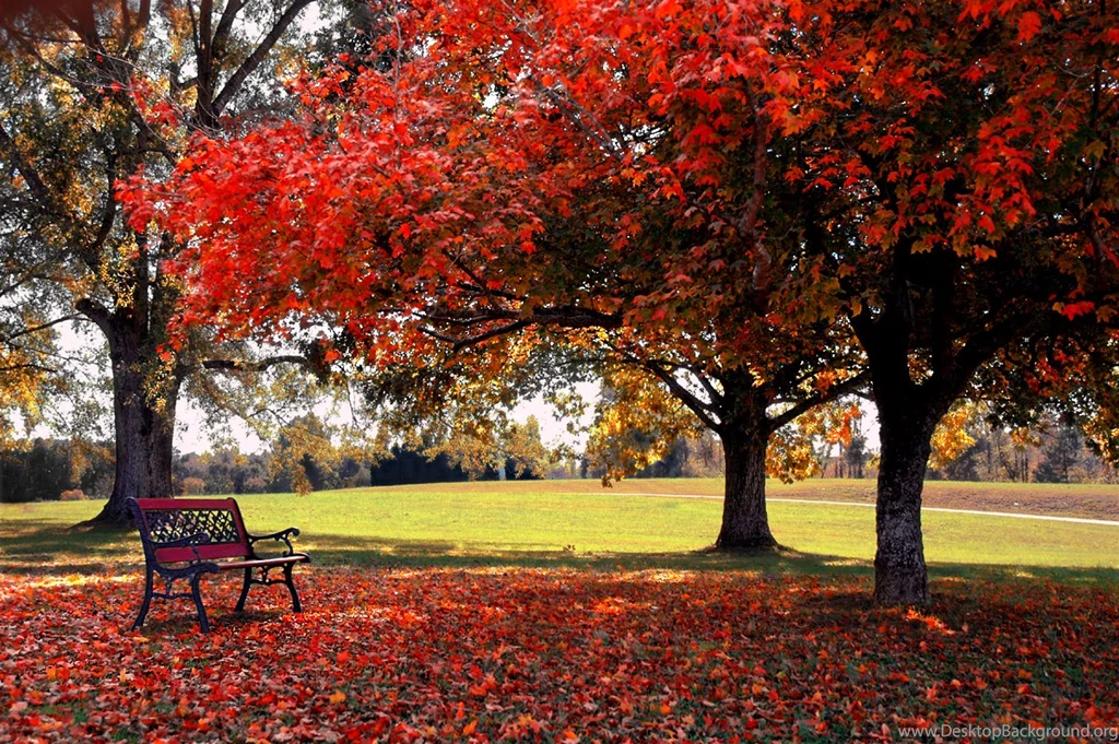 Download free desktop wallpaper nature picture   HD Widescreen ...