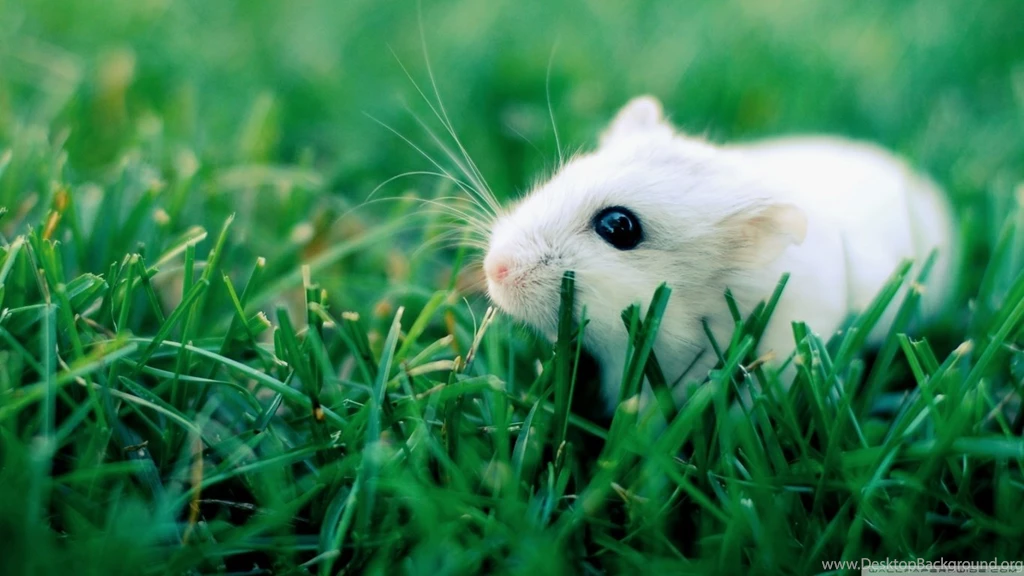 White Mouse HD Desktop Wallpapers : High Definition : Fullscreen ...