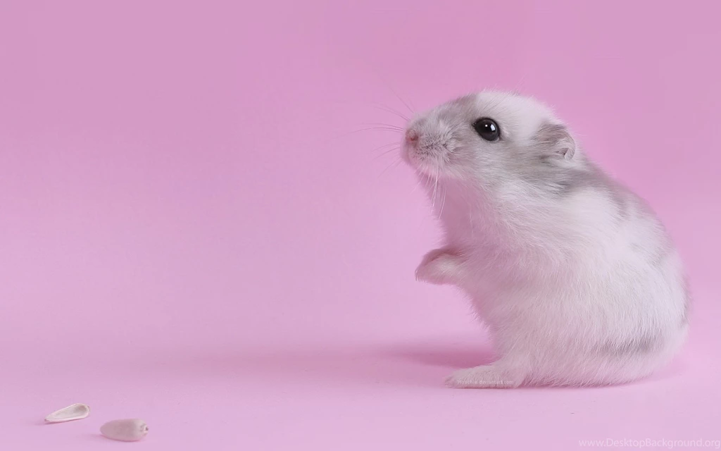 Mouse Hd Wallpapers Page 0