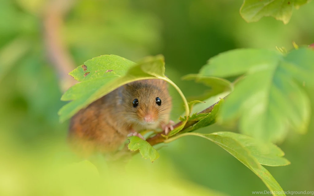Mouse Computer Wallpapers, Desktop Backgrounds