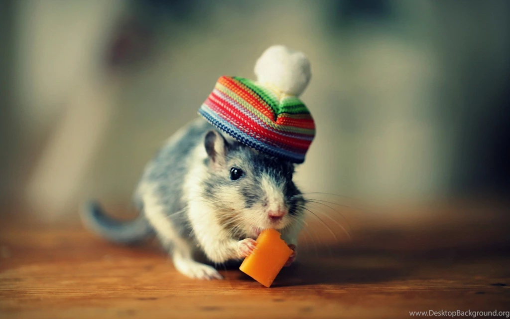 Cute Mouse Funny Hat HD Wallpapers For Desktop And Mobile