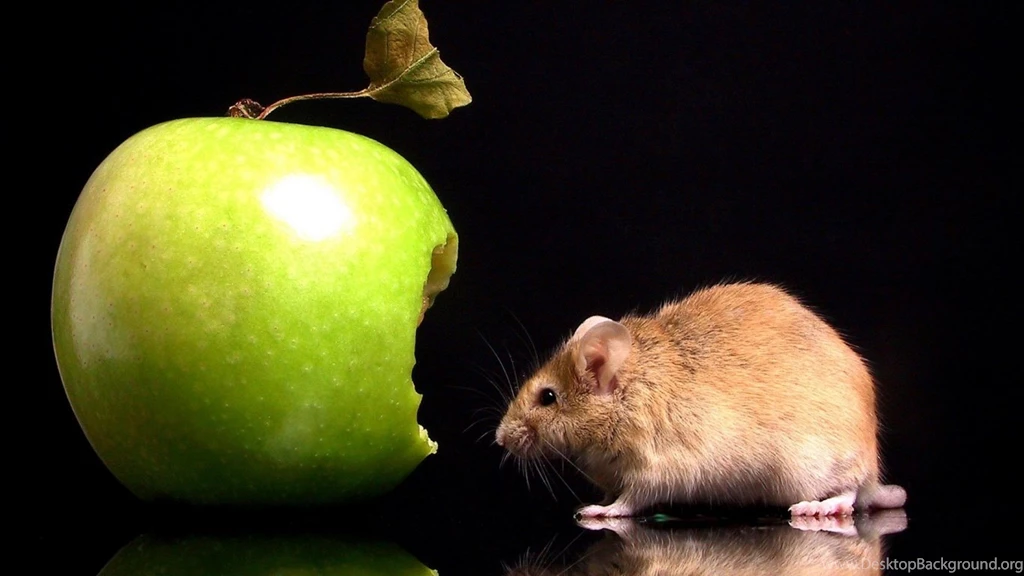 Mouse And Apple Wallpapers, Mouse And Apple Backgrounds, Mouse And ...