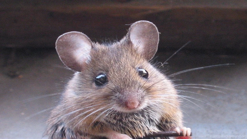 Mouse Wallpapers