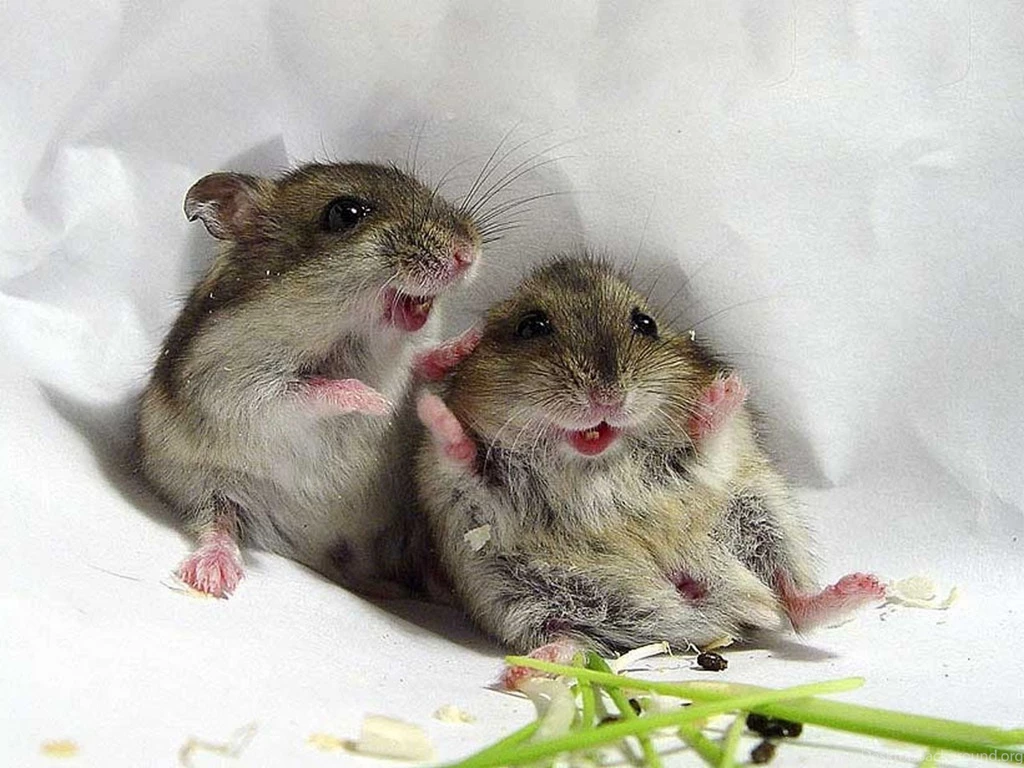 Mouse Computer Wallpapers, Desktop Backgrounds