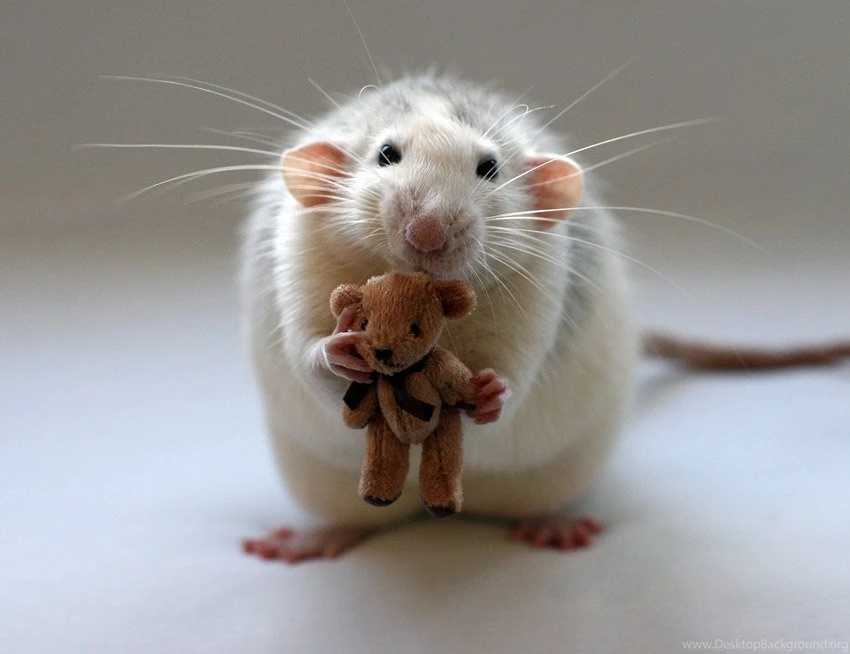 Download Animals Mouse Wallpapers 850x654