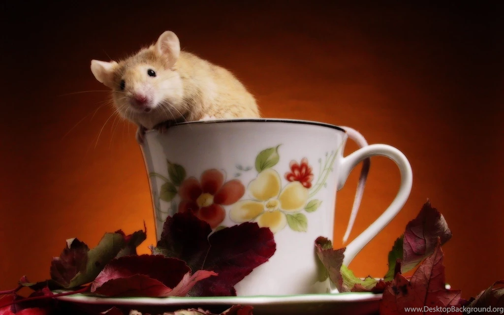 Free Cup Of Mouse Wallpapers, Free Cup Of Mouse HD Wallpapers, Cup ...