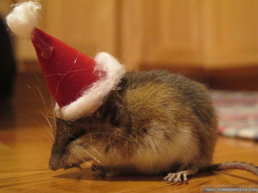 Christmas Mouse Wallpapers   Crazy Frankenstein