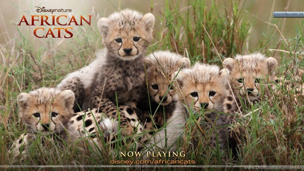 African Cats – Very Sweeet & Cuty Wallpapers