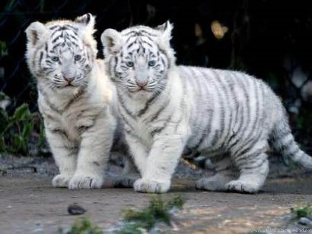 White Tiger HD Desktop Backgrounds Wallpapers Attachment 6742 ...