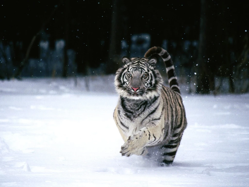 Tiger Wallpapers For Desktop