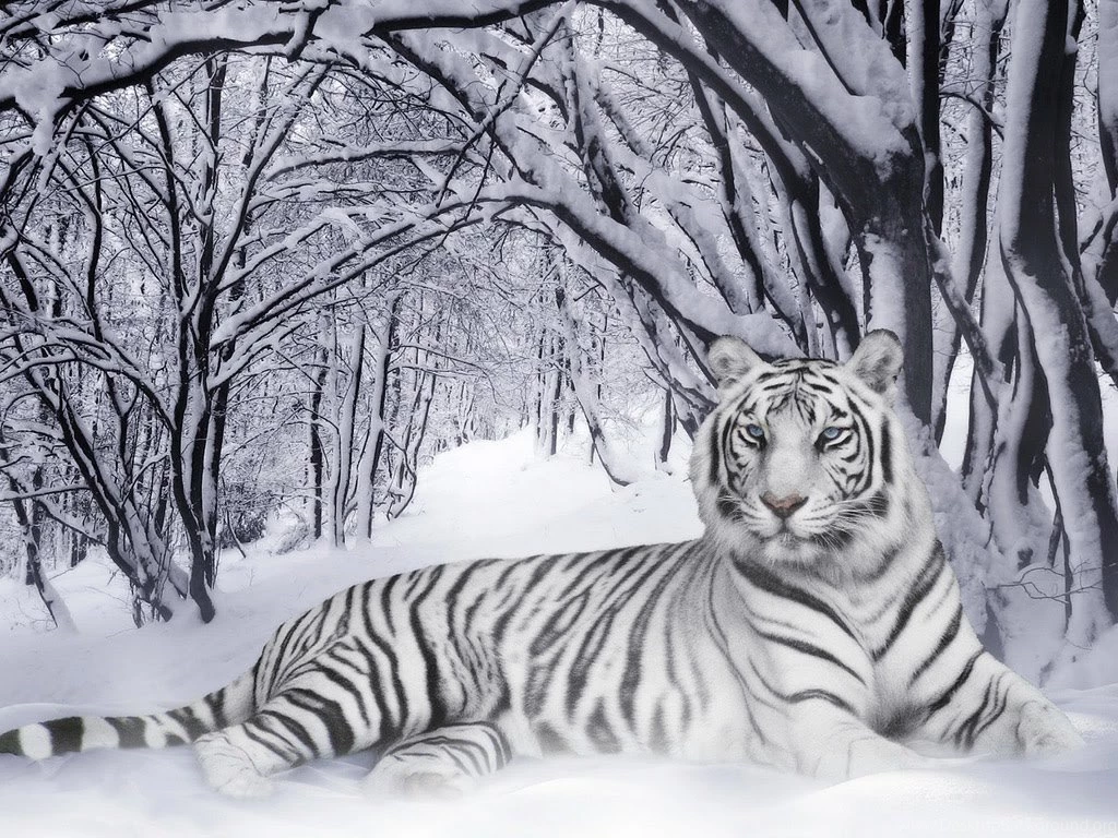 Japan: White Tiger HD Wallpapers For Desktop Free