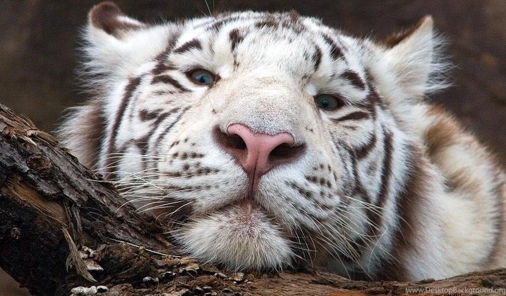 Baby White Tiger Wallpapers For Desktop F6F