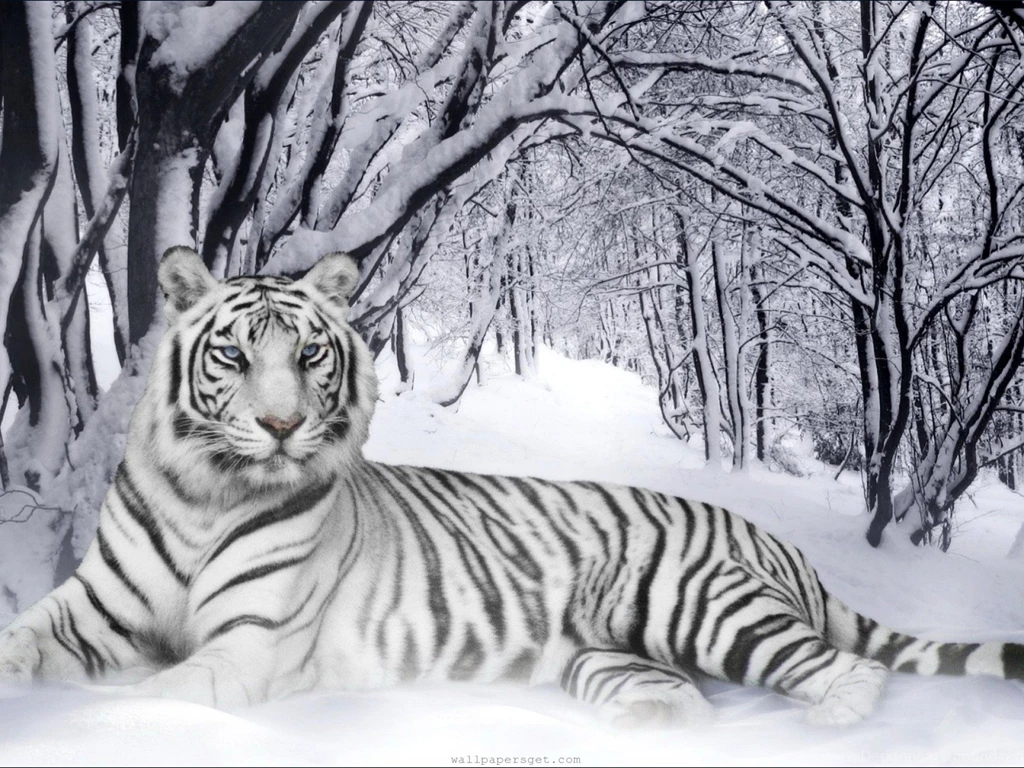 White Tiger In Forest Wallpapers ZX4