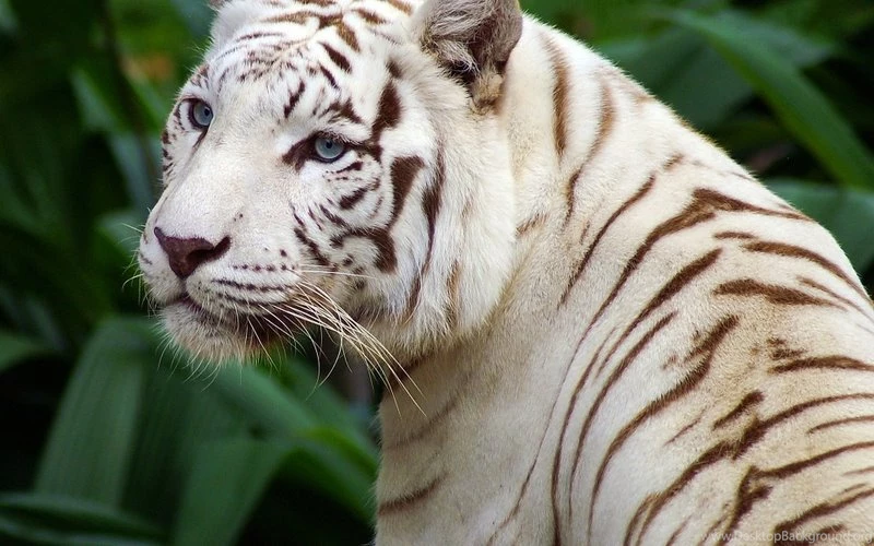 Animals,cats Cats Animals Tigers White Tiger 1920x1200 Wallpapers ...