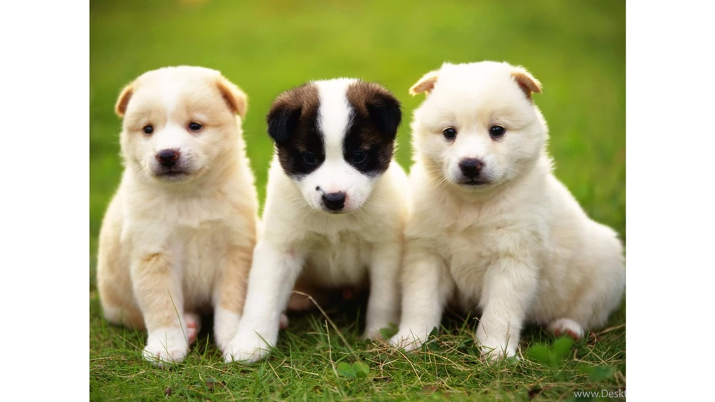 Cuty Dog 4K Wallpapers