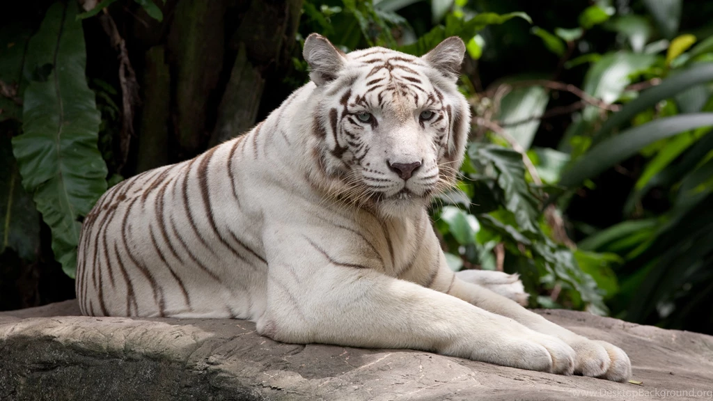 4K (ULTRA HD, UHD) / 3840x2160 / White Tiger Wallpapers And ...