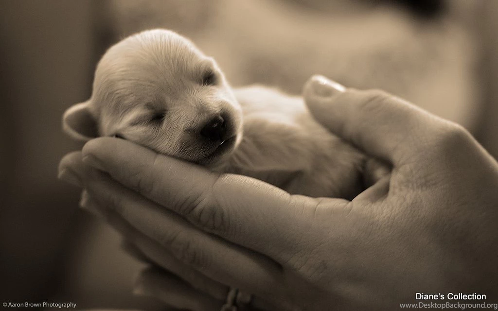 Dogs Share Life Puppy Cuty Baby Love Wallpapers Pictures Free ...