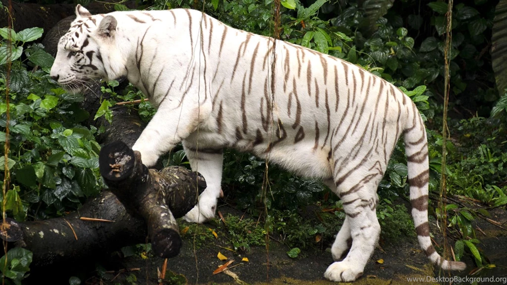 Beautiful White Tiger Wallpapers – Free Full Hd Wallpapers For ...