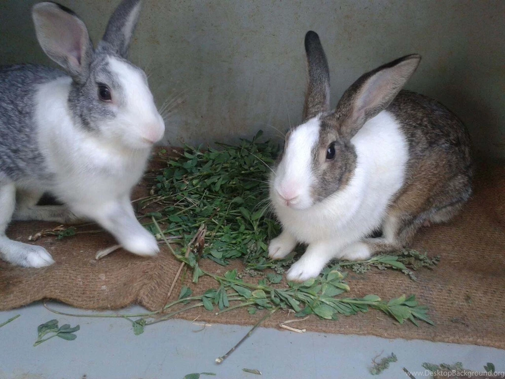 Lovely Cute Awesome Rabbit Images
