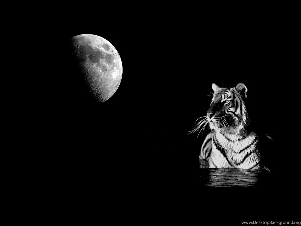 White Tiger Important Quotes. QuotesGram