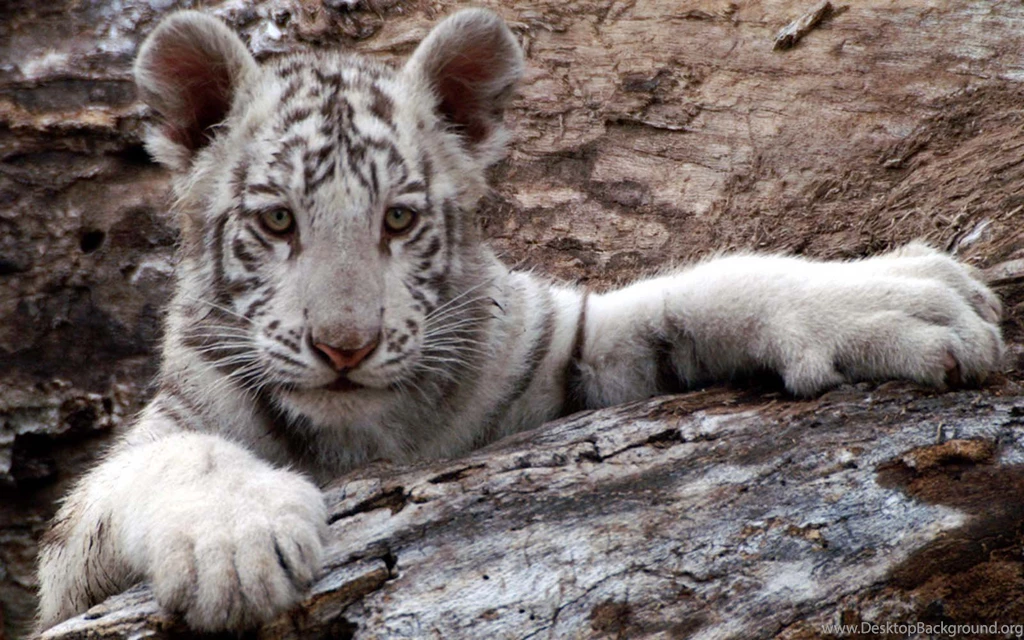 Baby White Tiger Wallpapers For Android Wallpapers