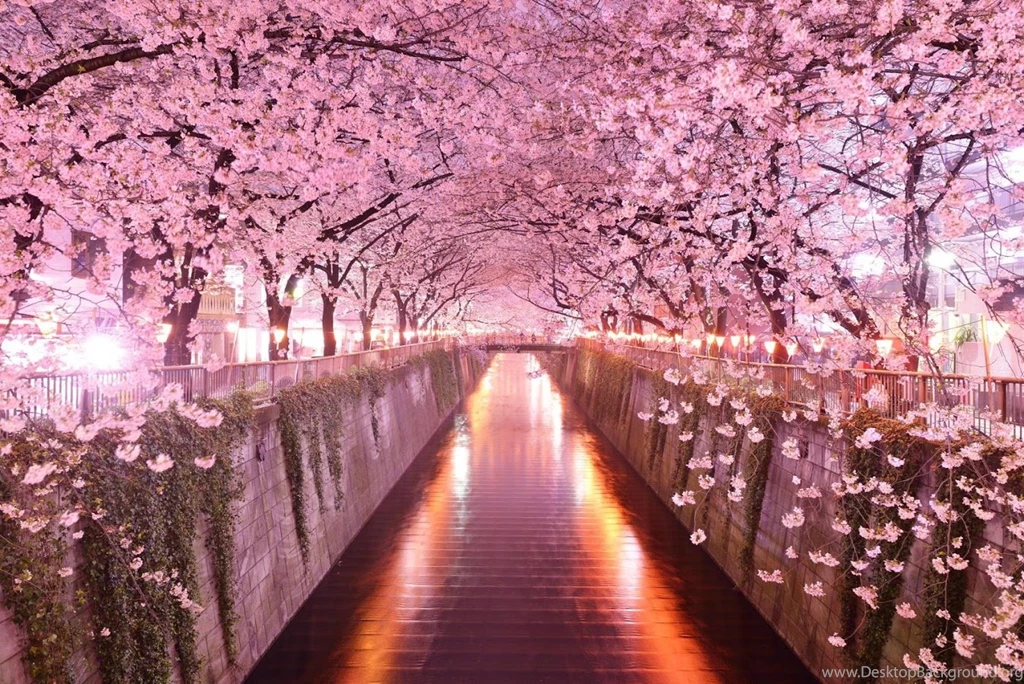 Cherry Blossom Wallpapers Android Apps On Google Play
