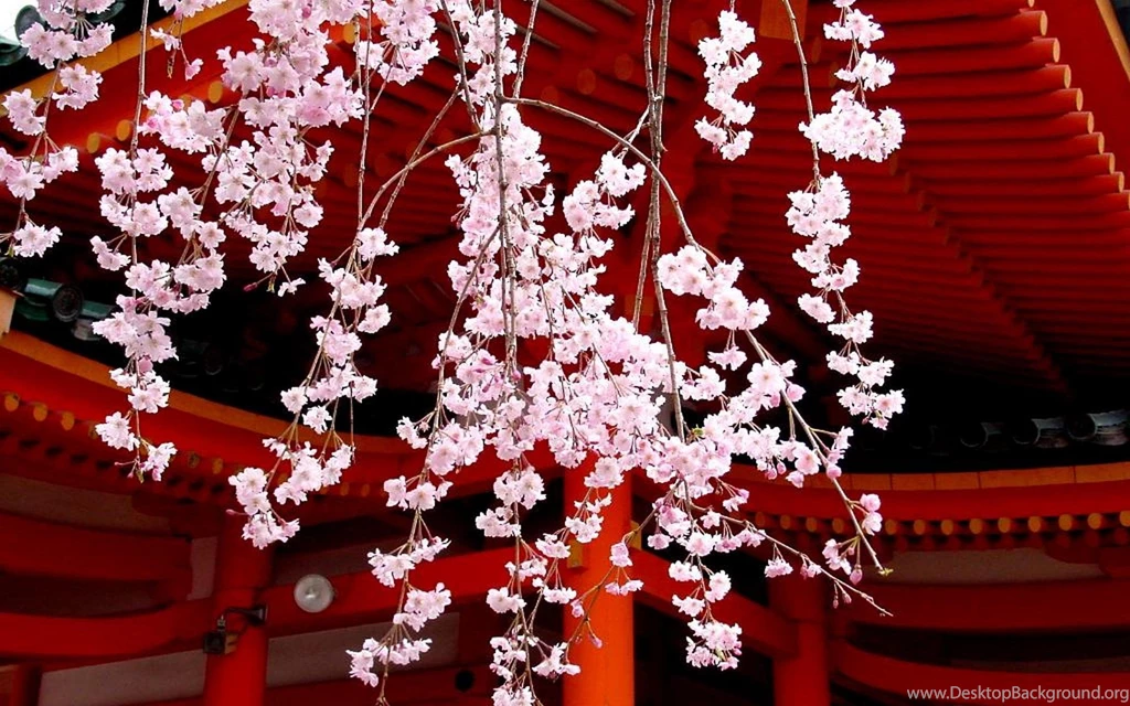 Japanese Cherry Blossom >> HD Wallpaper, Get It Now!