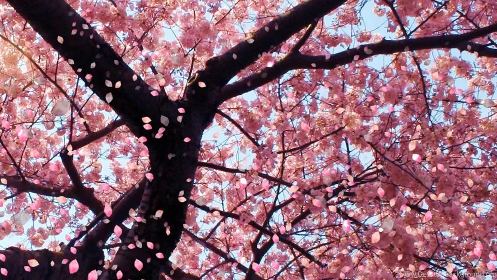Wallpaper Backgrounds Beautiful Japanese Cherry Blossom Season 2 ...