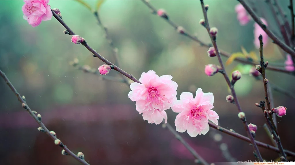 Japanese Cherry Blossom Art Wallpapers