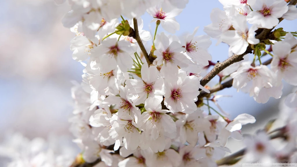 Download Japanese Cherry Blossoms Wallpapers 1920x1080