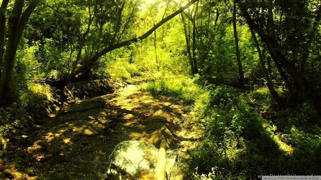 Enchanted Forest Backgrounds Wallpapers Cave