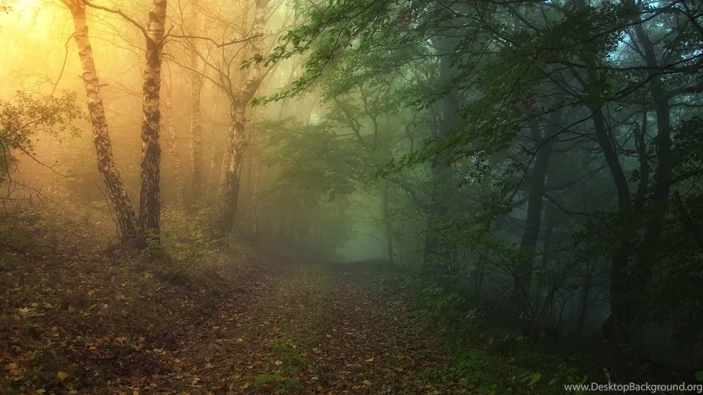 Top Big Screensaver: Magic Forest Screensaver