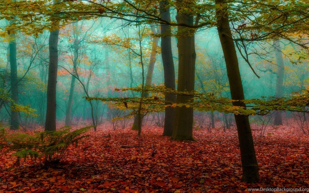 Magic, Forest, Mist, Nature, Leaves, Wood, Sunrise, Landscape ...