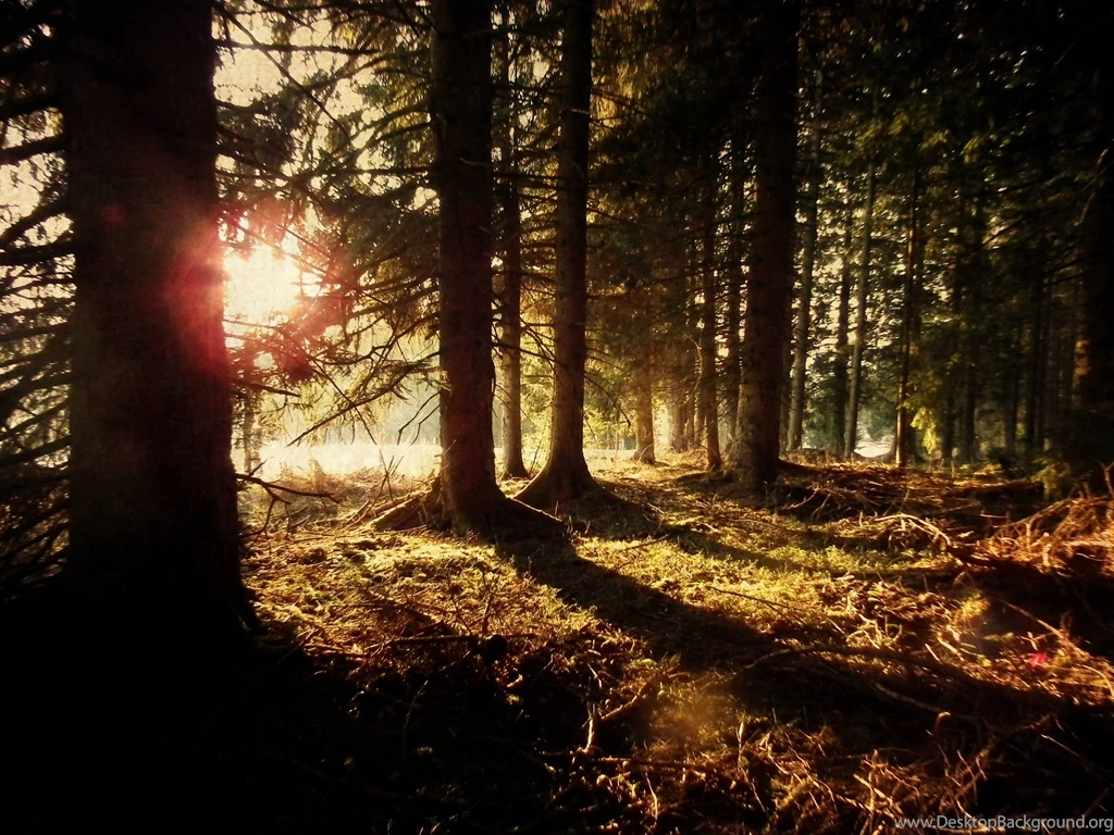 Coniferous Magic Forest Landscapes