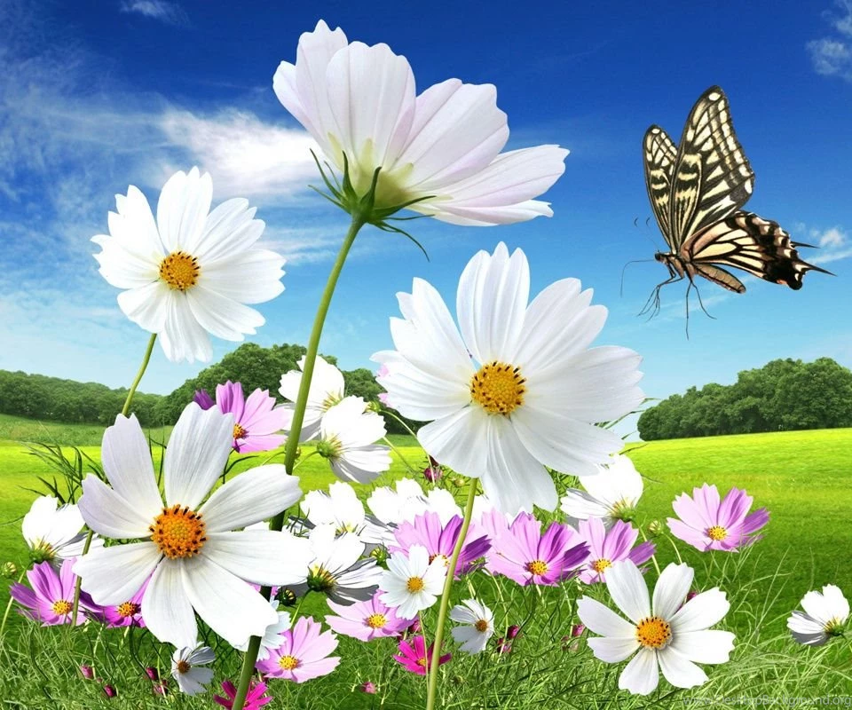 960x800 Mobile Phone Wallpapers Download 98 960x800 ...