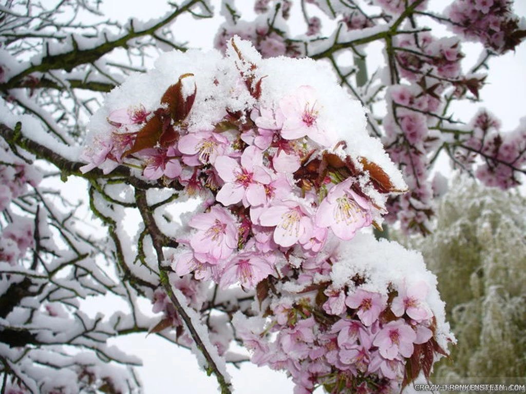 Early Spring Wallpapers Id: 10049h   Pacify Mind