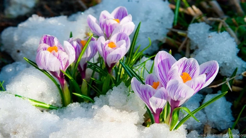 Early Spring Flowers Wallpapers
