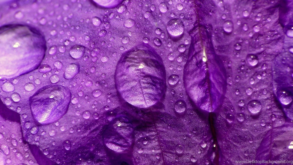 Purple Flowers Images And Wallpapers Download