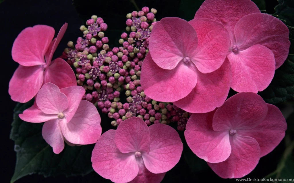 HD Flower Wallpapers Free Download