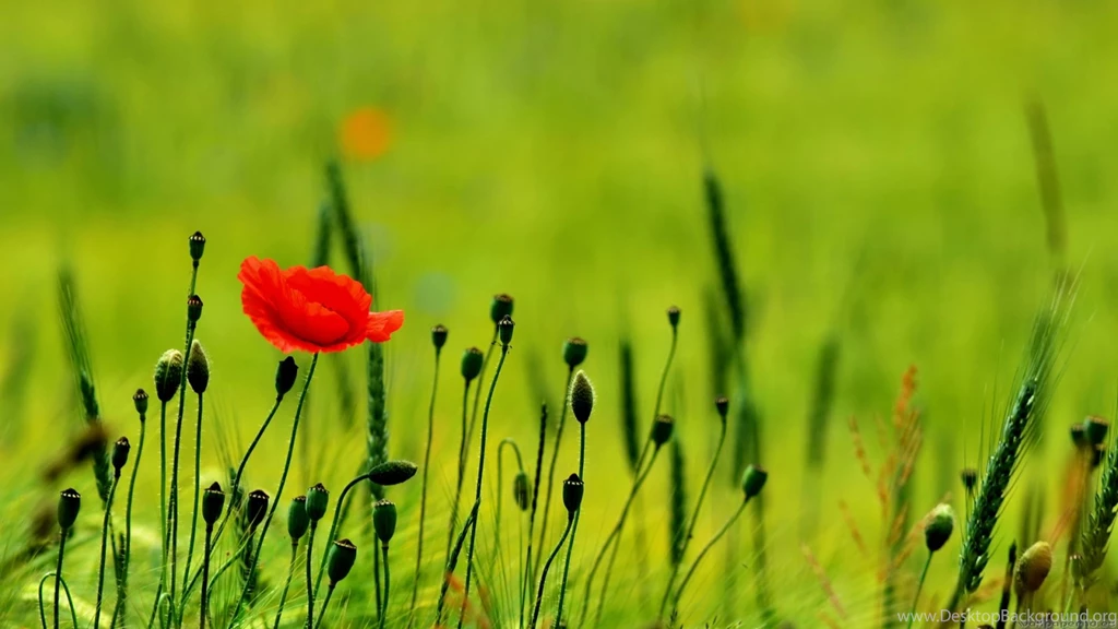 Poppy Flower Wallpapers Free Download Wallpapers Hd For Desktop In ...