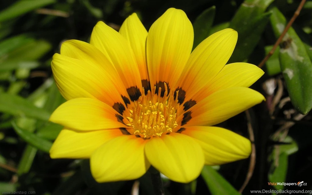 Wallpaper: Beautiful Flowers Wallpapers Free Download