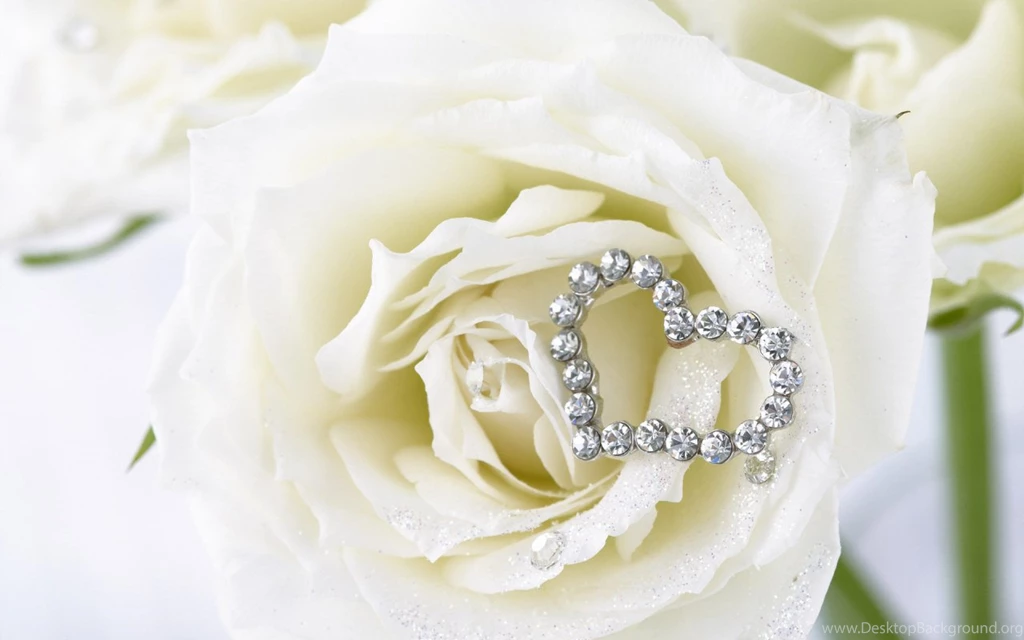 RePin Image: White Roses Wallpapers On Pinterest