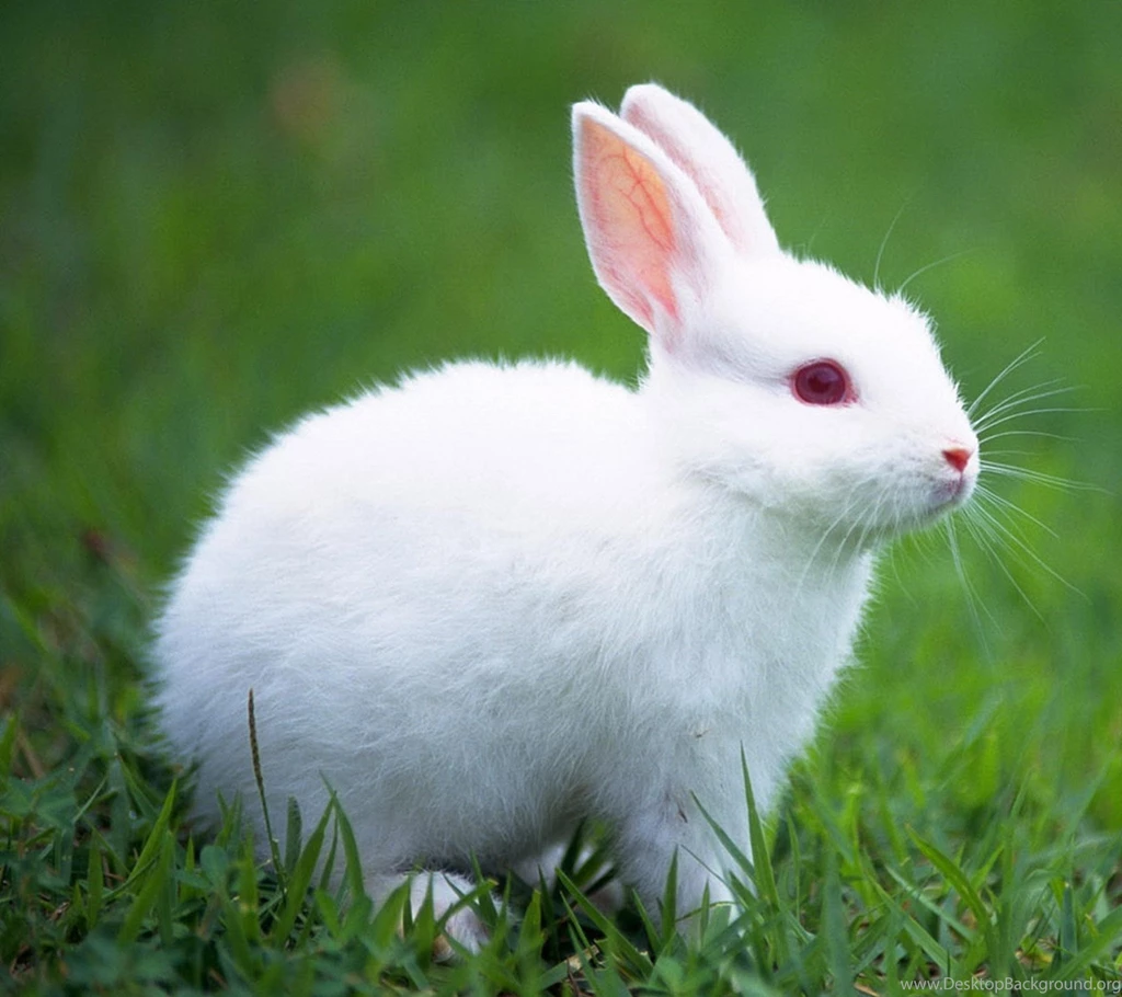 Cute White Rabbit Danasrhb.top