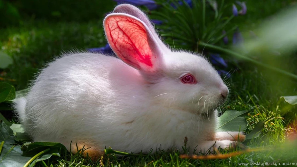WHITE RABBIT WALLPAPER (