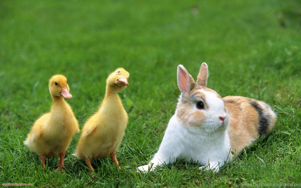 Rabbit Wallpapers Animal Wallpapers